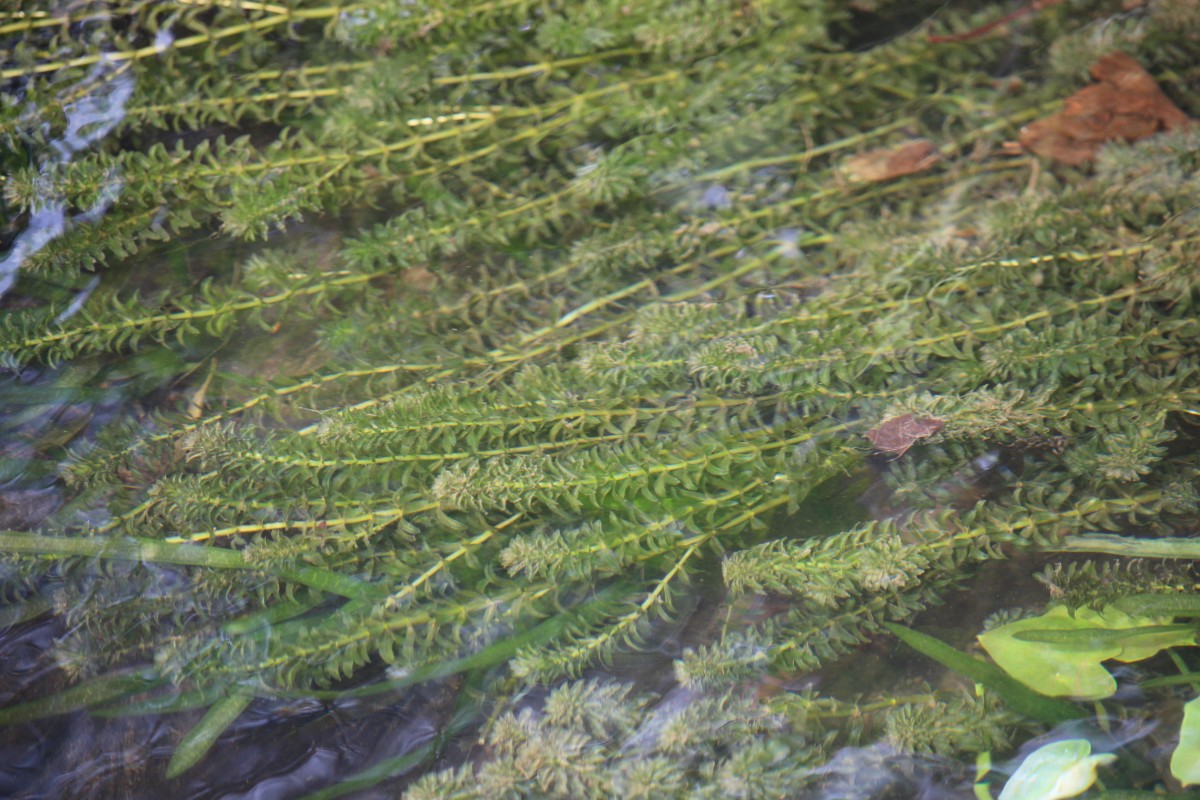 Hydrilla